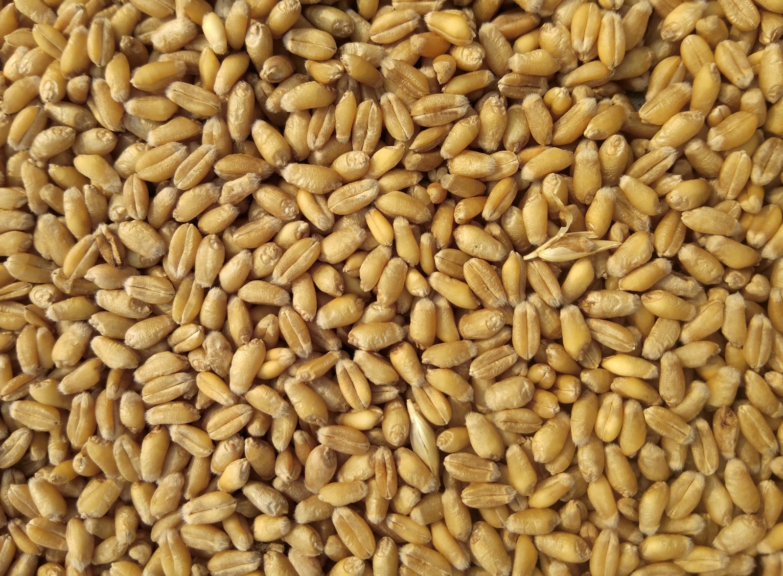 AFD Global Agri-Commodities & Food Supply Chain